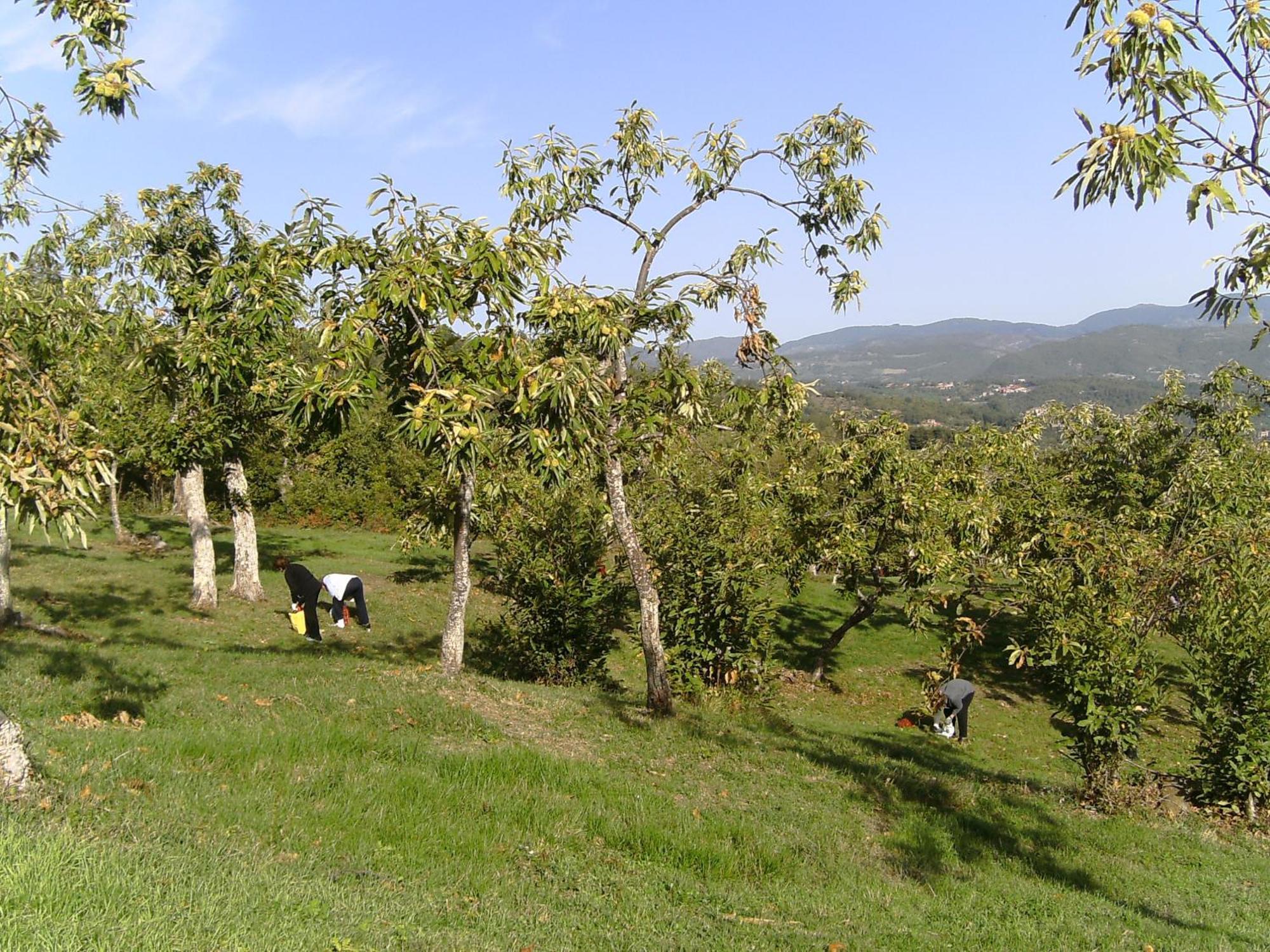 카프라스미켈란젤로 Agriturismo La Casina 빌라 외부 사진